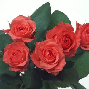 TRADE ONLY  DO NOT BUY!!!